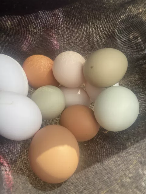 12 ++Organic EE (Easter Egger/Ameraucana/Olive Egger) Hatching Eggs