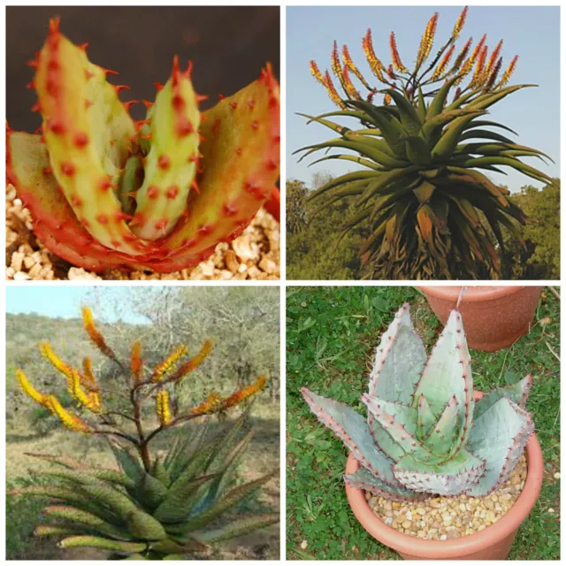 50 graines Aloe spectabilis, plantes grasses, cactus,seed succulents F