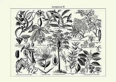 Arzneipflanzen III. um 1895 Faksimile & Beschreibung Mxz 1 auf Büttenpapier