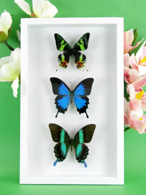 3 beaux papillons magnifiques Coffret 3D Showcase Taxidermie Entomologie 31