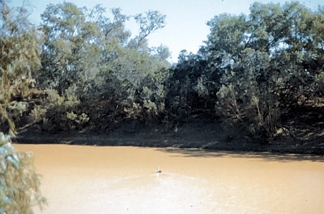 Photo Slide 35mm Pelican On The Cooper Near Old Cove 289 8 1992 Kodak PS1.