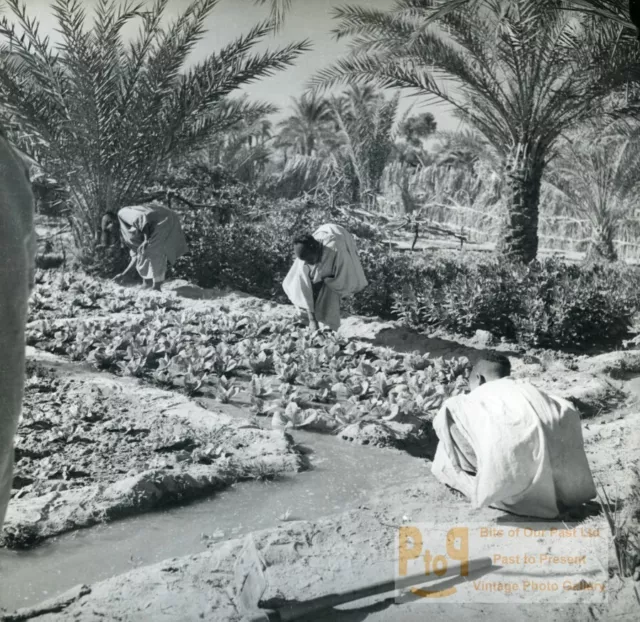 Algeria vegetable garden in a palm grove Old Photo 1950