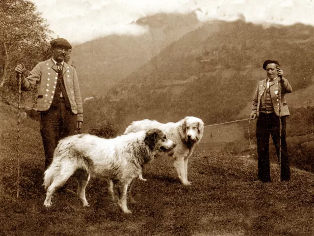 Pyrenean Mountain Dog Men And Dogs Old Sepia Image On Greetings Note Card