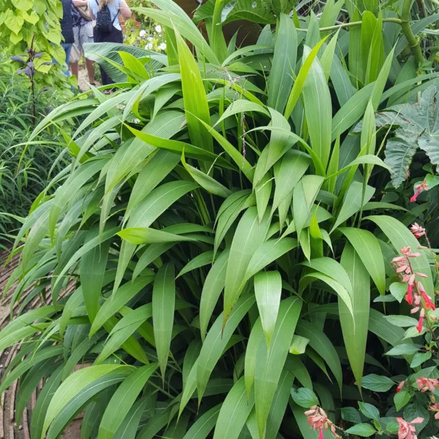 50 Graines Herbe palmier, Setaria palmifolia,  Palm Grass seeds