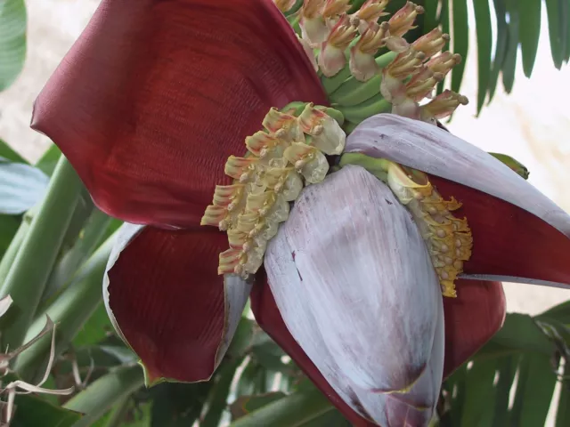 SAMEN für winterharte exotische Garten Pflanzen RIESEN BANANE wächst schnell