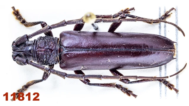 Cerambycidae sp.   A1, 18 mm, Mounted, 1 pc