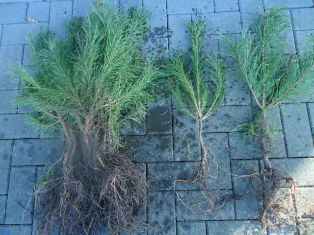 1st. Waldkiefer 30-60cm Forstpflanzen Pinus sylvestris Kiefer Wurzelware