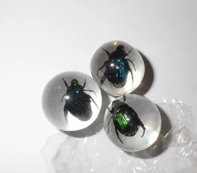 Blue Cockchafer Beetle Specimen 2 cm Clear Resin Marble Sphere 3 pieces Lot