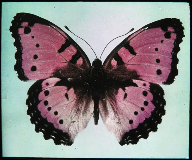 Antike getönte magische Laterne Rutsche präzise Octavia Gaudy Commodore Schmetterling