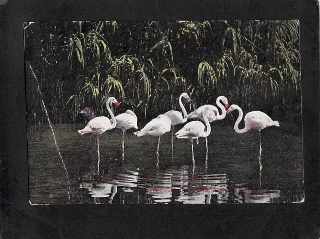 C7126 Australia SA Adelaide Zoo Flamingos PU1908 vintage postcard