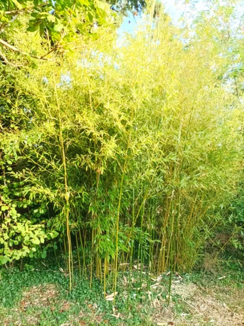 Bambou (Rhizome) PHYLLOSTACHYS NIGRA HENONIS