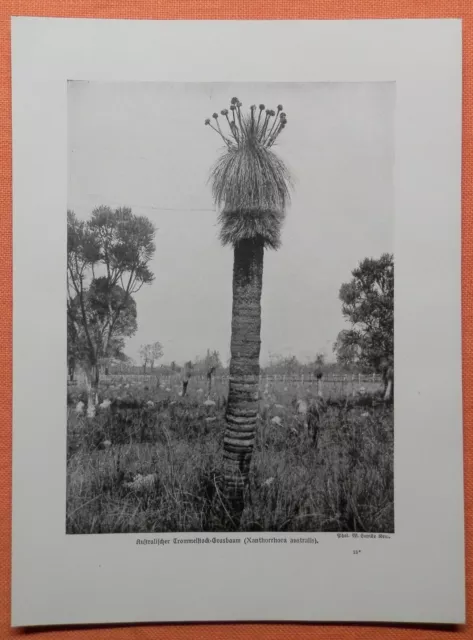 Trommelstockbaum Grasbaum  Xanthorrhoea australis  Druck von 1912 Australien