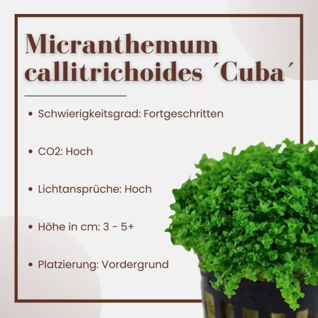 Aquarium Plante Aquatique 3 Pièce Hemianthus Callitrichoides Tropica Nr.048B Set 3