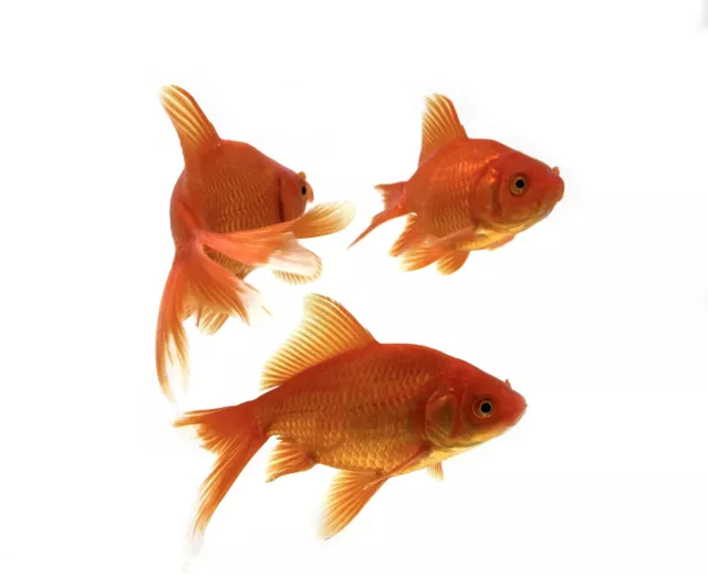 1" - 3" Red Fantail Goldfish Live Fish for Pond *FREE SHIPPING*