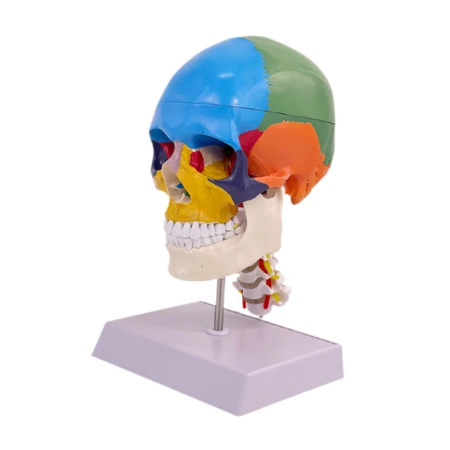 Modello Di Busto Del Corpo Umano 3D Realistico Anatomia, 60% OFF