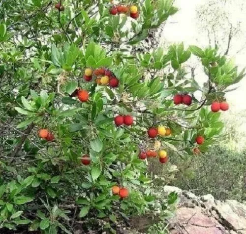 Erdbeerbaum Stecklinge schnellwüchsig exotische groß Zimmerpflanzen Set Pflanzen 3