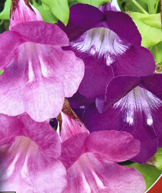 5 x Climbing Snapdragon MIX - Azarina Scandens Perennial Seeds