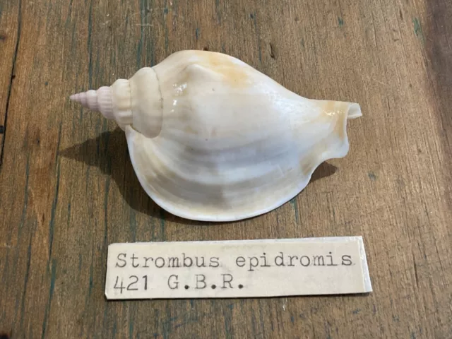 Strombus Epidromis - Strombidae Shell from Australia - with Operculum - Specimen