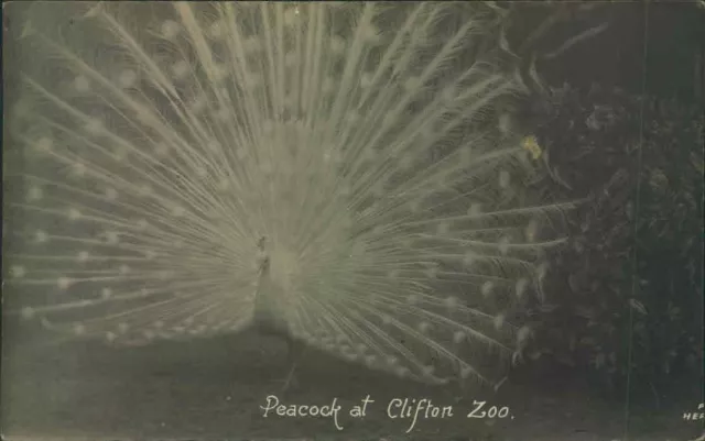 Photo Postcard -  Animal Card Real Photo Peacock At Clifton Zoo Very Rare