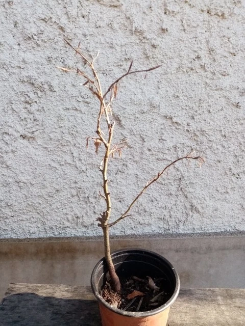 Bonsai - Pré bonsai hêtre