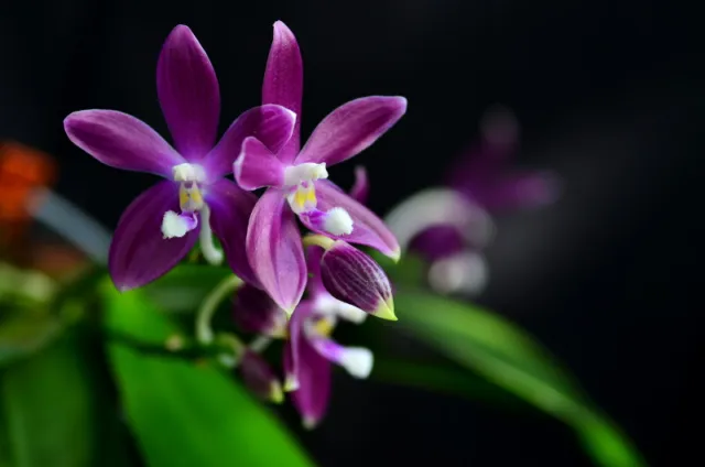 Fragrant Orchid Phalaenopsis Phal. tetraspis (speciosa)  'Purple Mountain'