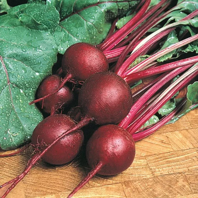 Ruby Queen Beet Seeds, NON-GMO, Mild Buttery Beet, Heirloom, FREE SHIPPING