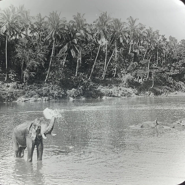 Vtg Keystone Magic Lantern Glass Slide Photo Elephant In River Congo Africa