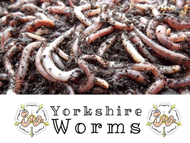 Dendrobaena Fishing Worms Reptile Livefood, Compost, Wormery Worms (30g-1 Kg)