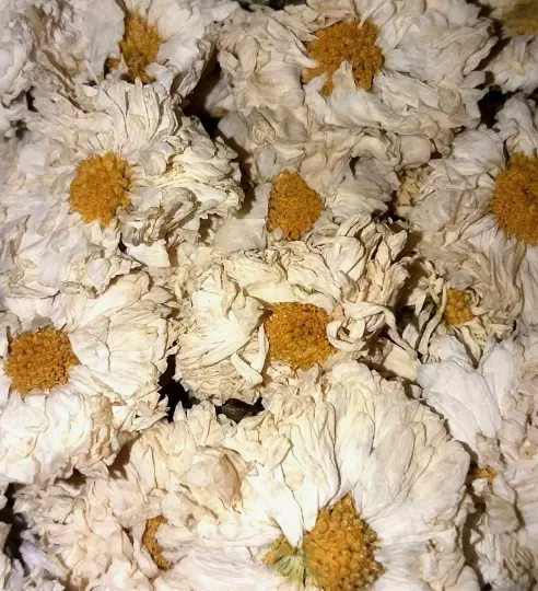 Flores secas de crisantemo - boticario orgánico C. morifolium ELIGE 0,5 - 4 oz