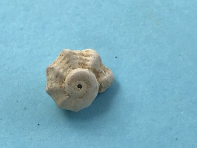 CONIMITRA GRANIFORMIS  Fossile Gastéropode Lutetien Cotentin Fresville 