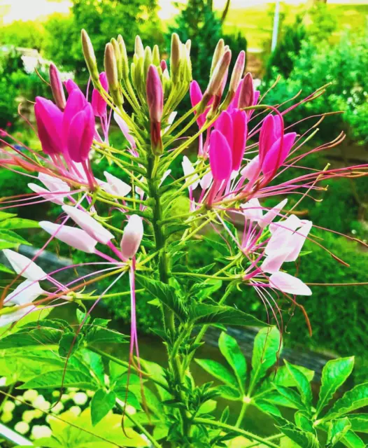 Spinnenblume, 50 Samen , Cleome spinosa, Einjährig, Schädlingsresistent !