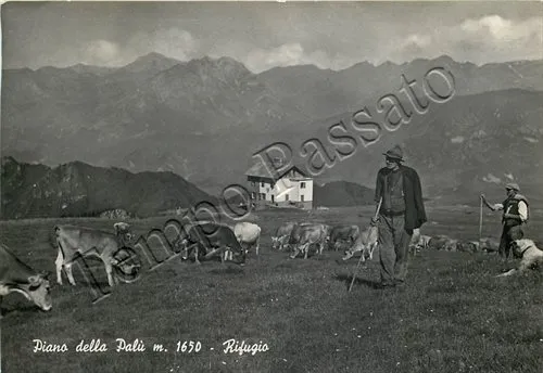 Cartolina di Rogno, rifugio Pian de la Palù e mucche al pascolo - Bergamo, 1953