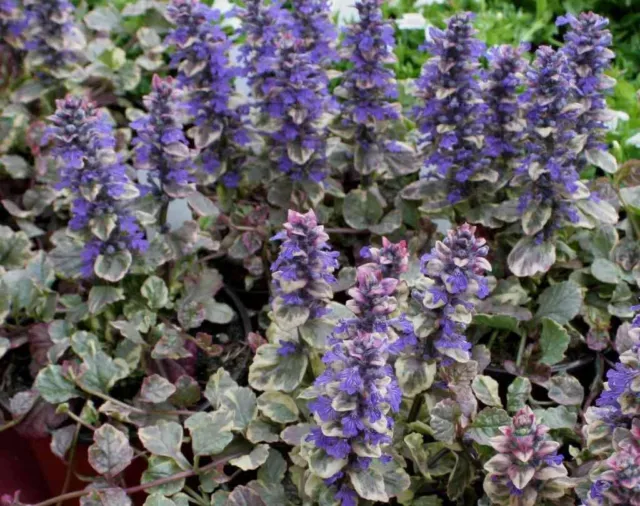 1 Plante Ajuga Reptans Burgundy Vase 18CM