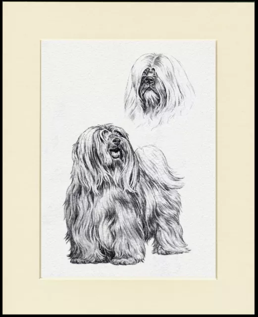 Tibetan Terrier Lovely Dog Sketch Print Mounted Ready To Frame