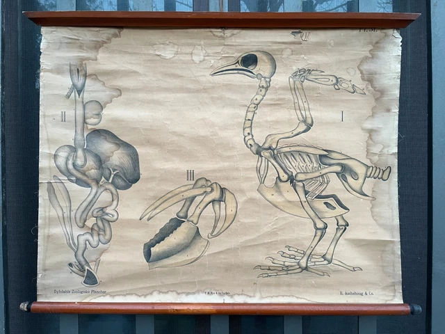 Poster Didattico Educational Volatili H.aschehoug Oslo Dybdahls Zoologiske Planc