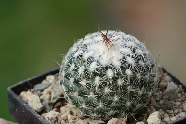 Kaktus Kakteen: Turbinicarpus saueri v. septentrionalis, 3,2 cm, WE own roots