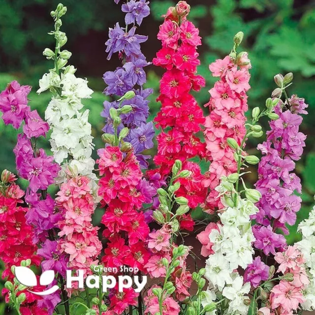 ROCKET LARKSPUR IMPERIAL MIX - 300 SEEDS - Delphinium consolida - CUT FLOWERS