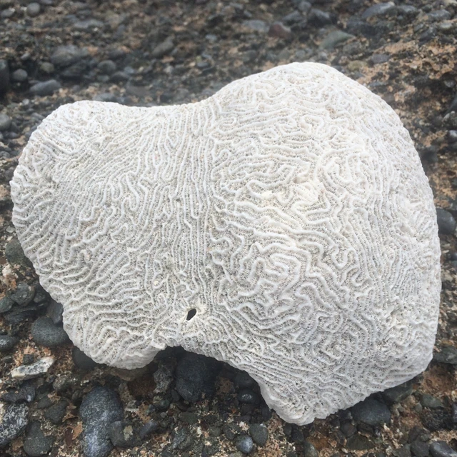 Natural Brain Caribbean WHITE Coral Fossil, Ocean Salt Water, Fish Tank Decor