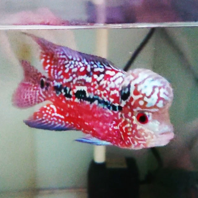 Full Red Kamfa Flowerhorn Fish Mini Size Deep Red Full Body Bonsai Kamfa F2