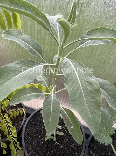 SAGE SEEDS ‘WHITE’ (Salvia Apiana) Herb Attracts Pollinators 15 Seeds