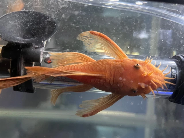 LONGFIN SUPER RED Bristlenose Pleco 1.5in-2.5 in with multiple bloodlines! LIVE!