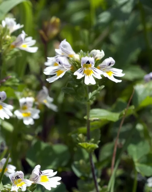 SAMEN / der heimische Augentrost, sollte in keinem Kräutergarten fehlen !