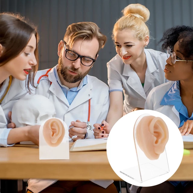 EAR MODEL REALISTIC Human Ear Model for Piercing Practice Jewelry ...