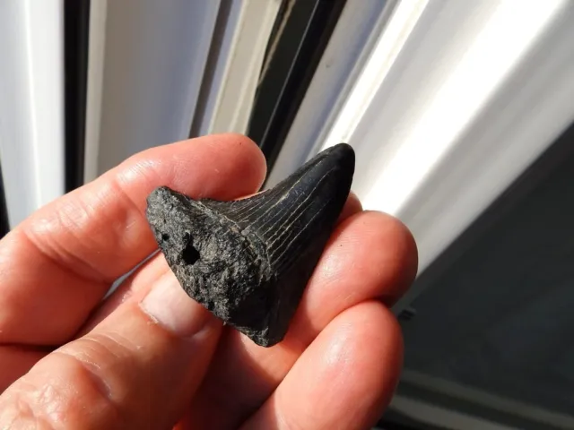 Fosiles " Fabuloso Diente De Megalodon De Sur Carolina (Usa)  -  10G18 ".