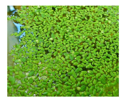 Lentilles d'eau lemna minor plante flottante bassin/aquarium
