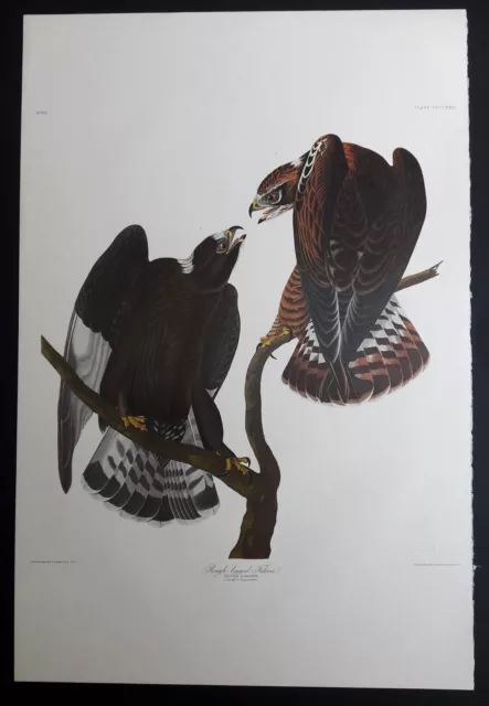 Audubon's Double Elephant Folio "422 - Rough-legged Falcon " Amsterdam Edition