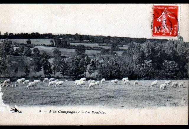 Environs de VARZY (58) BOVINS en PATURAGE début 1900