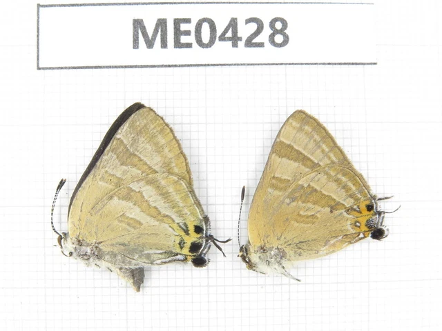 Butterfly. Rapala caerulea. Jilin, Baishan, Fusong county. 1M. ME0428.