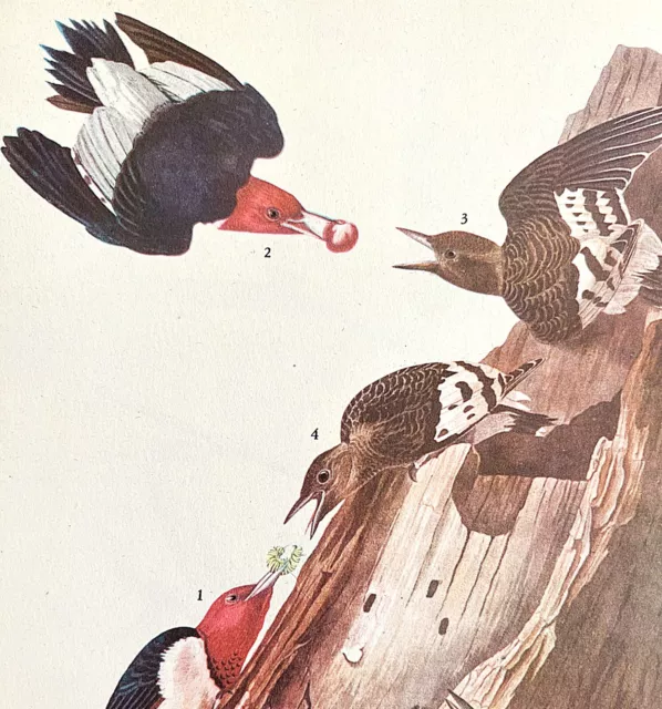 Red Headed Woodpecker Bird 1946 Color Art Print John James Audubon Nature DWV2F