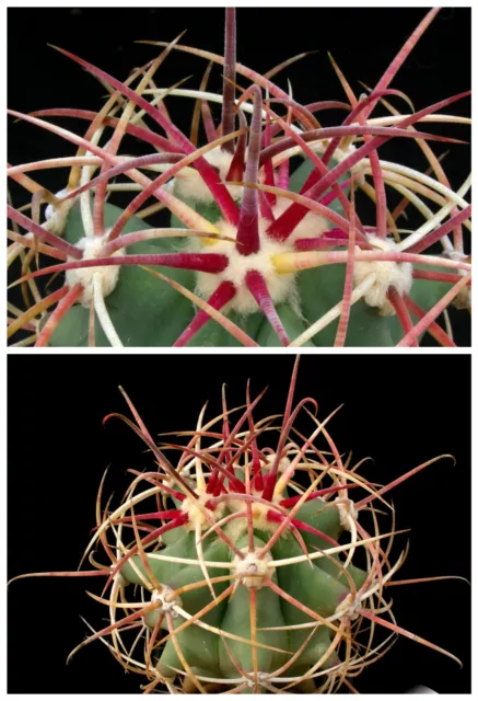 50 graines de Ferocactus covillei=emoryi, cactus seeds , F